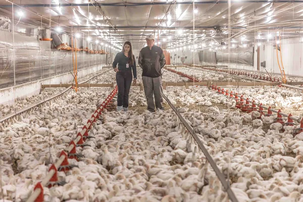 Aurora Coop reforça compromisso com o bem-estar animal e investe mais de R$ 1,4 bilhão em melhorias na cadeia produtiva