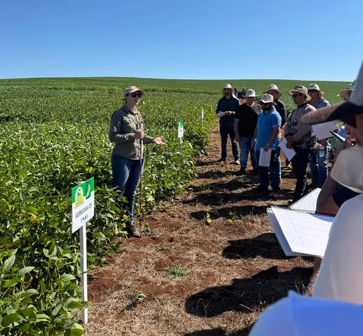 Associados e técnicos da Copercampos avaliam desempenho de cultivares em áreas de Integração Lavoura/Pecuária